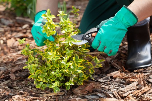Lawn care services in a Rotherhithe garden
