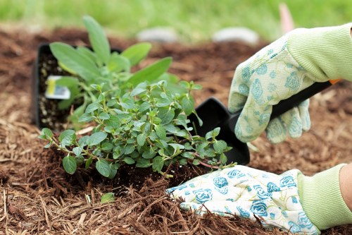 Eco-friendly garden clearance process in Rotherhithe